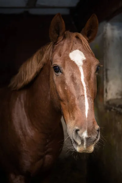 Όμορφο κόλπο άλογο σε ένα σταθερό πάγκο — Φωτογραφία Αρχείου