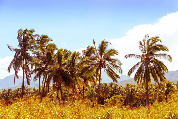 Palmeras de coco —  Fotos de Stock