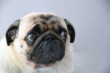 Pug anlamlı gözler, üzgün görünüyorsun, gözleri iri, tatlı ve üzgün üzgün pug