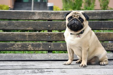 Pug anlamlı gözler, üzgün görünüyorsun, gözleri iri, tatlı ve üzgün üzgün pug