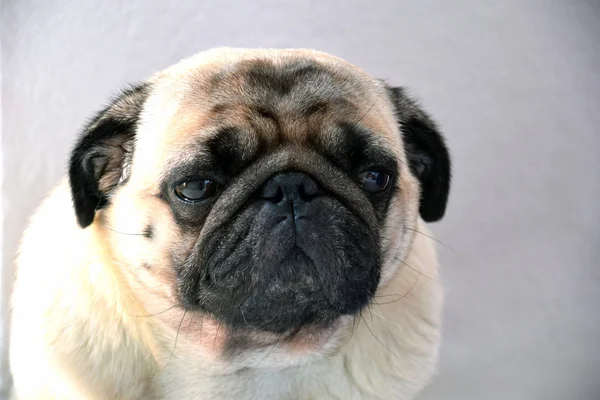 Θλιμμένος Pug Pug Εκφραστικά Μάτια Λυπημένο Βλέμμα Μεγάλα Μάτια Γλυκό — Φωτογραφία Αρχείου