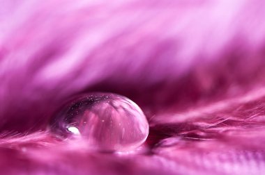 Damlaları çiy tüyler üzerinde arka plan bulanık yakın çekim. 