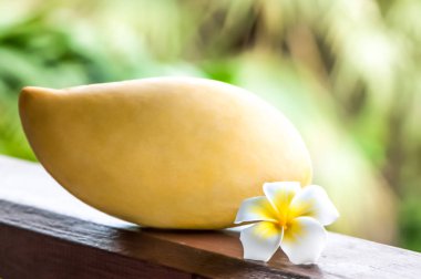 Mango güzel tropikal arka plan üzerinde doğal koşullarda.