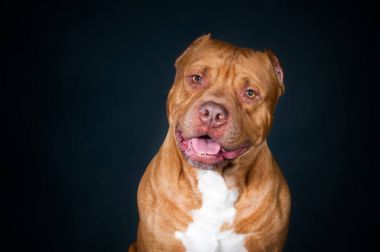 Bir köpek stüdyo, pitbull portresi. Doğurmak norm, köpek parametreleri tanımı,