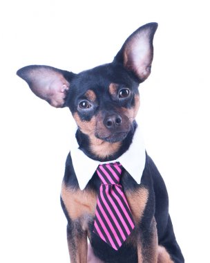 Bir köpek, toyterrier bir kravat ve beyaz yakalı. Eğitim, eğitim köpek. Patron, Yöneticisi.