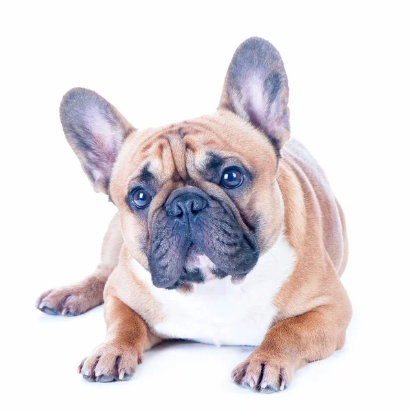 Σκύλος, όμορφο γαλλικό μπουλντόγκ, Κοκκινομάλλης, απομονωμένες τέλεια της Πεντηκοστής — Φωτογραφία Αρχείου