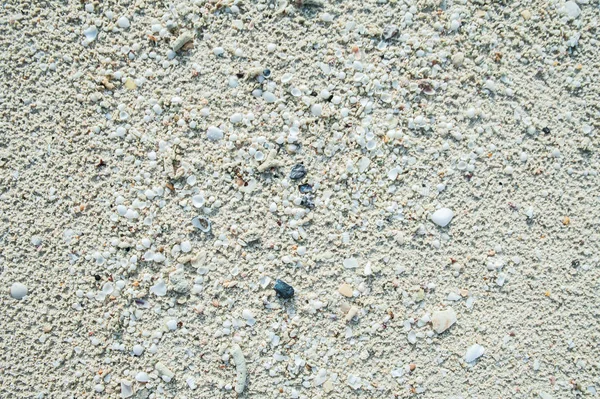 Текстура белого кораллового песка — стоковое фото