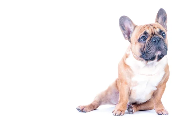 Bulldog francés aislado — Foto de Stock