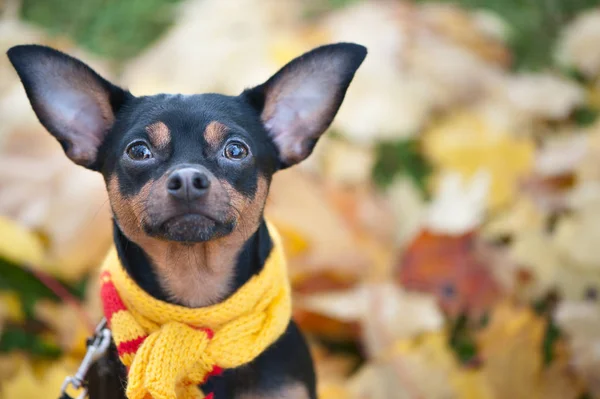 Красивая собака, щенок в шарфе с пампонами, сидящими на балконе — стоковое фото