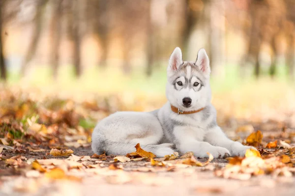 Hond, een Husky pup, ligt op de weg in het park. — Stockfoto