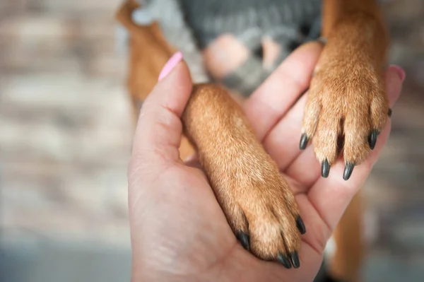 Köpek pençeleri ve insan eli yakın çekim. 