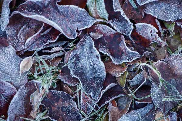 Tekstura, autumn odchodzi w mróz — Zdjęcie stockowe