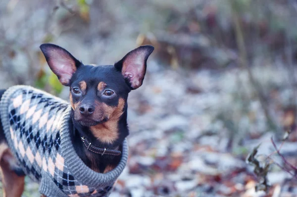 Собака, игрушечный терьер, стильно одетый маленький собачий свитер, агай — стоковое фото