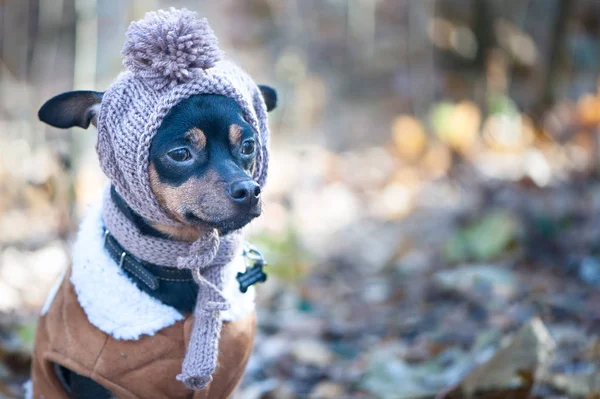 Um cão, um terrier do brinquedo, um cão pequeno elegantemente vestido em um chapéu um — Fotografia de Stock