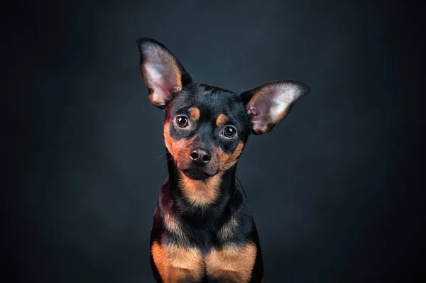 Köpek, köpek, oyuncak korkunç portre siyah bir zemin üzerine — Stok fotoğraf