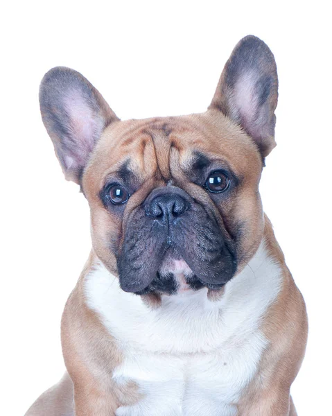 Σκύλος, όμορφο γαλλικό μπουλντόγκ, Κοκκινομάλλης, απομονωμένες τέλεια σε άσπρο φόντο. Υψηλό πρότυπο της φυλής. Το σκυλί φαίνεται στην κάμερα — Φωτογραφία Αρχείου