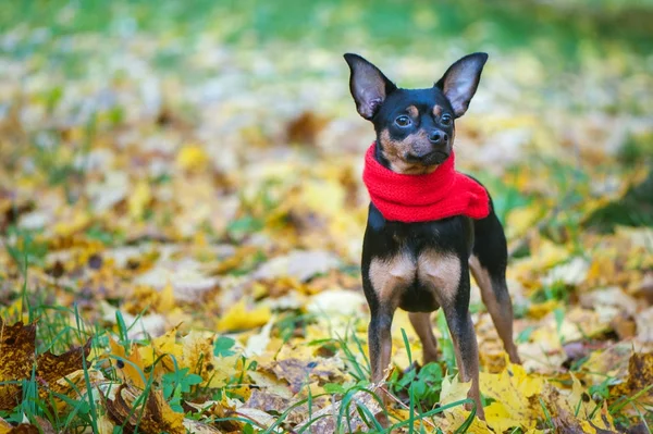 Bellissimo cane, un cucciolo in sciarpa rossa con pamponi — Foto Stock