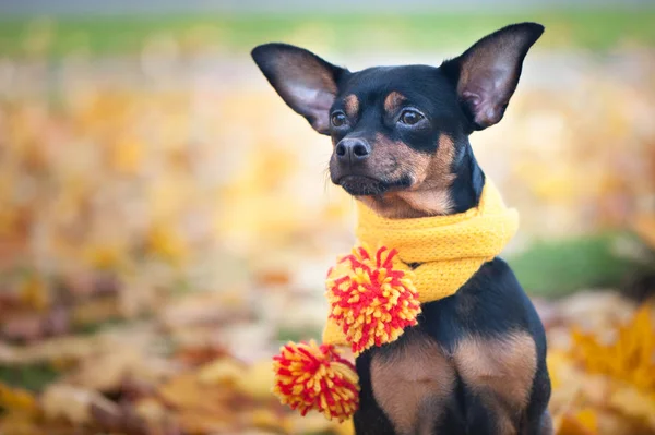 Bellissimo cane, un cucciolo in sciarpa gialla con pamponi — Foto Stock