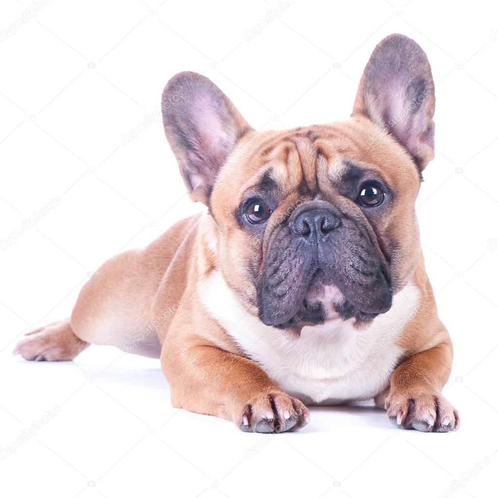 Dog, beautiful French Bulldog, redhead, isolated perfect on white background. High standard of breed. Dog lies and looks into the camera