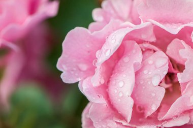 Çiğ makro, metin için yer ile çiçek gül.