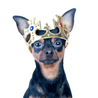 Bir kral, bir prens gibi taç köpek.