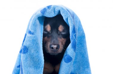 köpek izole bir küvet içinde. 