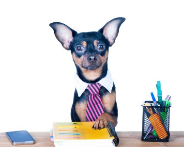 Köpek izole işçisi ofis. Bir köpek bir kravat ve bir beyaz yakalı