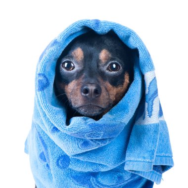 köpek izole bir küvet içinde. 