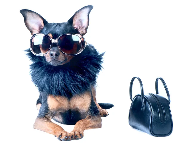 Şık, şık köpek oyuncak korkunç, Chihuahua.