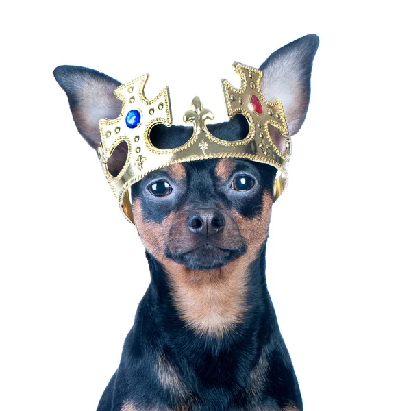 Dog in the crown, like a king, a prince. — Stock Photo, Image