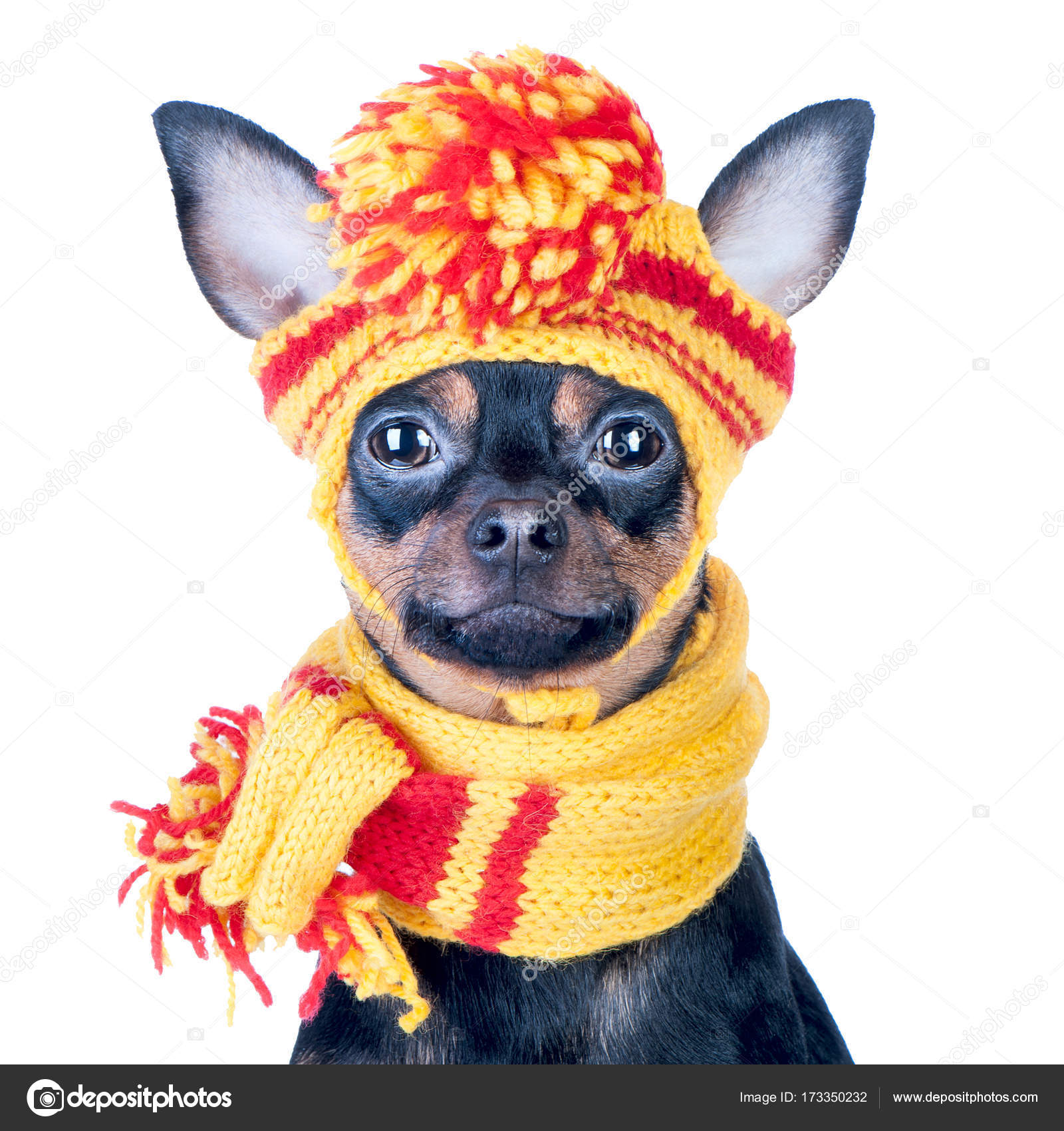 hund mütze