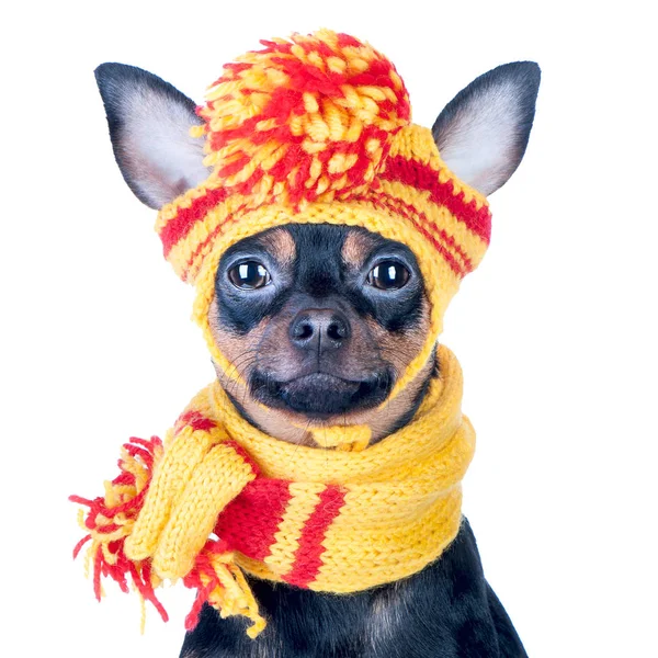 Cão engraçado em boné e cachecol, retrato de uma macro — Fotografia de Stock