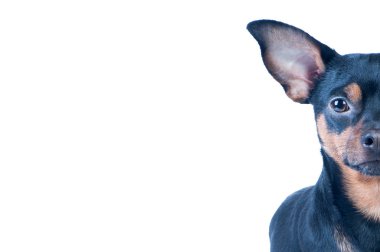 Bir köpek yarım namlu 