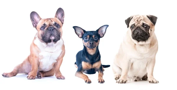 Trois chiens sur fond blanc, isolés. Bouledogue français, carlin — Photo