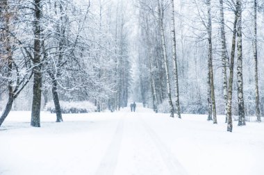kış orman arka plan kar yağışı. 