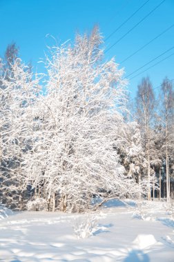 Ağaçlar ve dalları içinde belgili tanımlık kar. Kış orman.