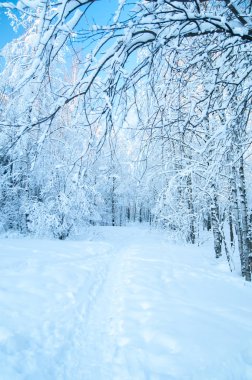 Güzel Kış Ormanı. 