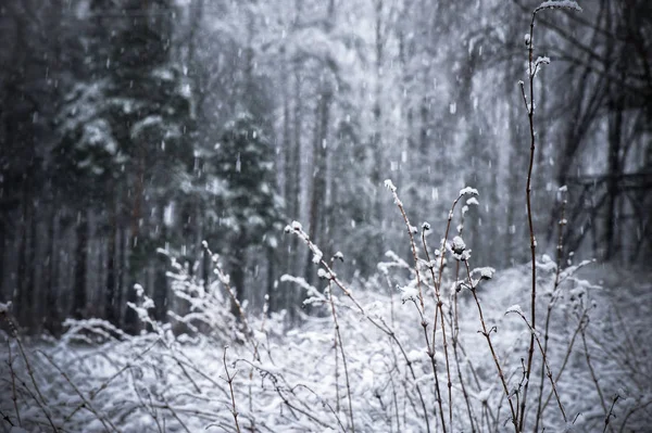 Tle śniegu w lesie zimą — Zdjęcie stockowe