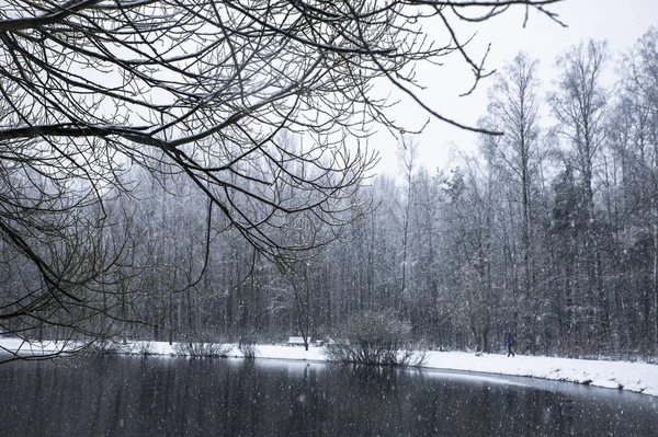 Background snowfall in the winter forest. — Stock Photo, Image