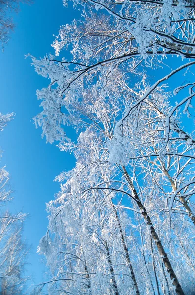 Szczyty pokryte śniegiem drzewa przeciw błękitne niebo. — Zdjęcie stockowe