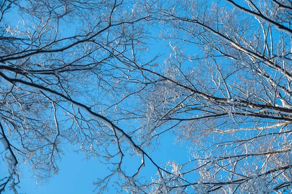 Szczyty pokryte śniegiem drzewa przeciw błękitne niebo. — Zdjęcie stockowe