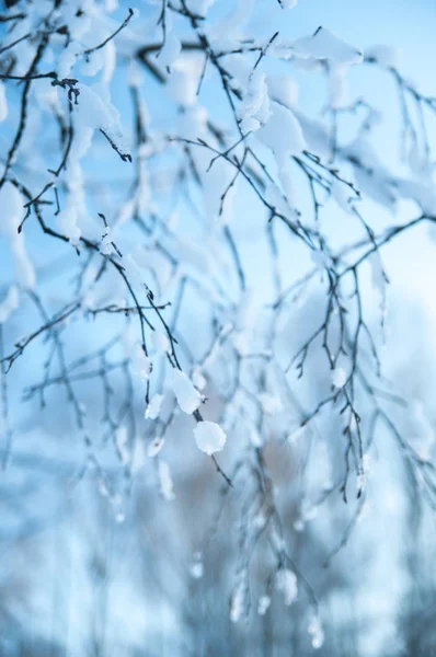 Piękny las zimowy. — Zdjęcie stockowe