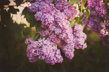 Yumuşak işlemedeki çiçek leylak tonda