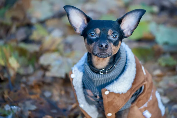 Cão, um terrier de brinquedo, um cãozinho elegantemente vestido com uma camisola — Fotografia de Stock