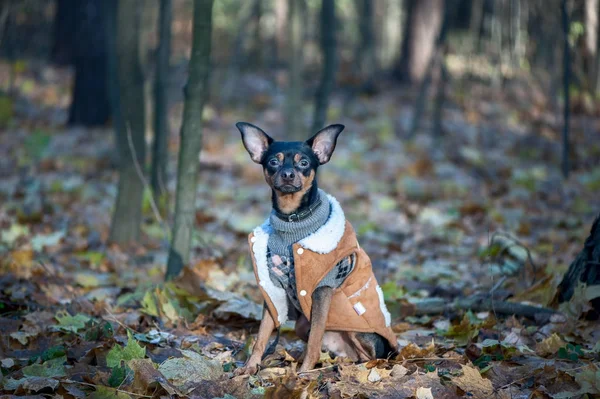 Собака, игрушечный терьер, стильно одетая собачка в свитере — стоковое фото