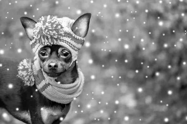 Köpek, köpek yavrusu bir şapka ve atkı, kar yağıyor. Yeni yıl, bedeni