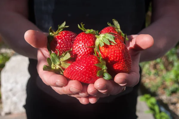 Berries of strawberries in hands. macro