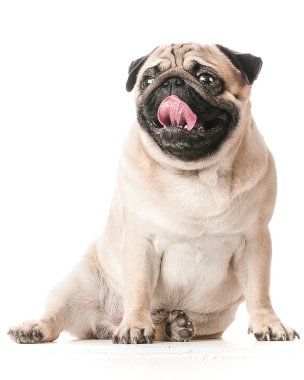 Beyaz izole dilini dışarı yapışmasını köpek Pug, oturur