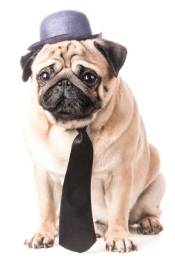 Köpek Pug bir şapka ve kravat izole oturur