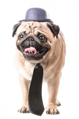 Pug bir şapka ve kravat izole köpek dört ayak üzerinde duruyor. 